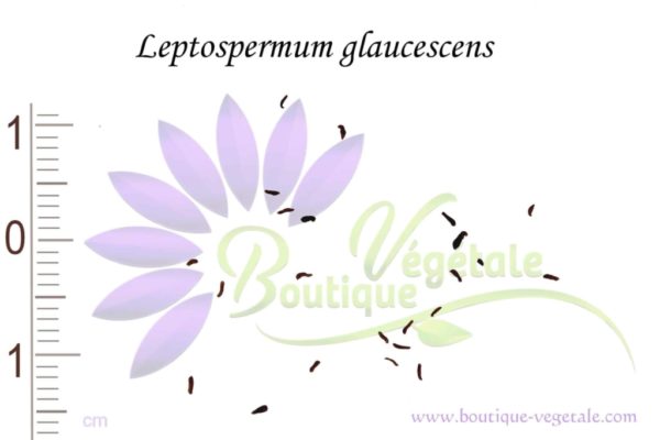 Graines de Leptospermum glaucescens