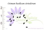 Graines d'Ocimum basilicum 'Citriodorum'