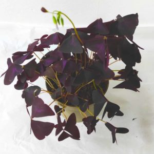 Oxalis triangularis purple - Plant oxalis pourpre