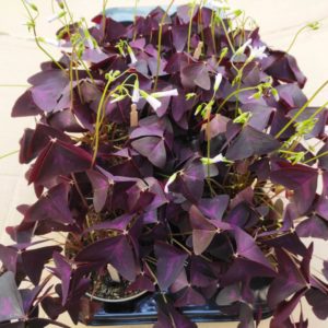 Oxalis triangularis purple - Plants oxalis pourpre