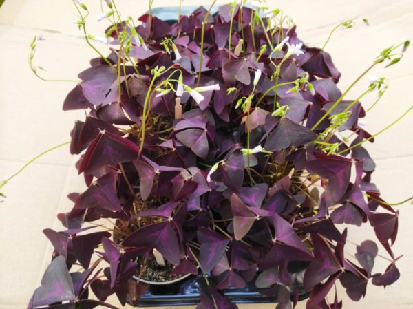 Oxalis triangularis purple - Plants oxalis pourpre