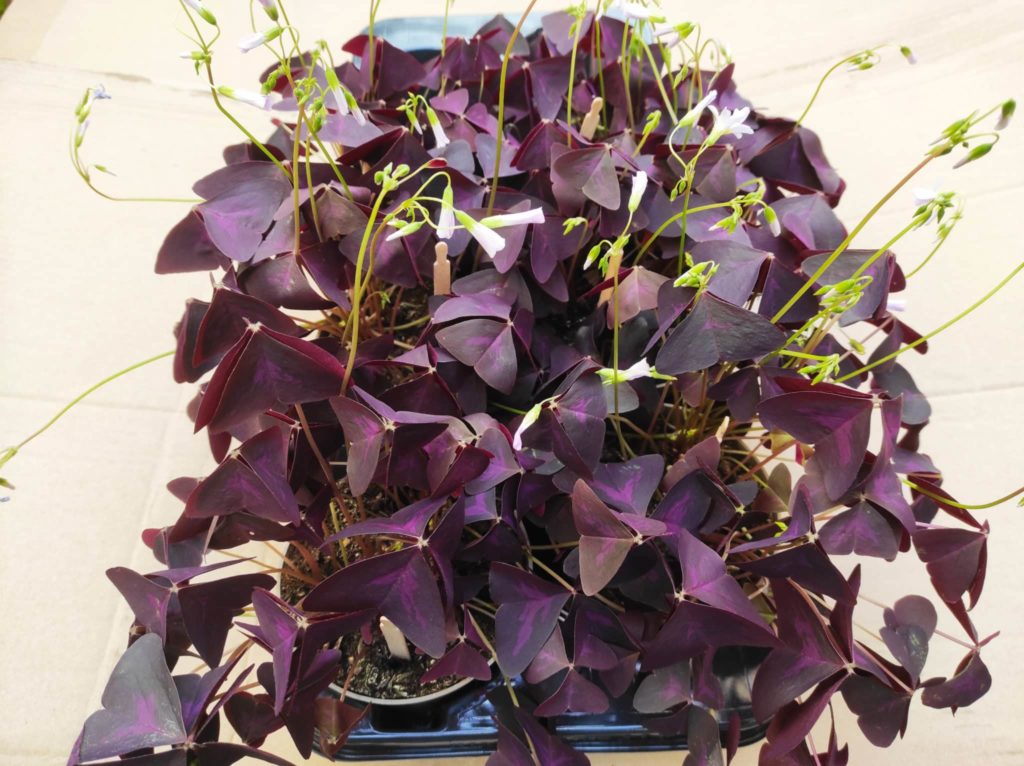 Cultiver les bulbes d'Oxalis Triangularis