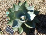Agave titanota 'Blue' - Vue de haut