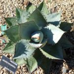 Agave titanota 'Blue' - Vue de haut