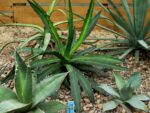 Graines d'Agave titanota, graines d'Agave à la craie