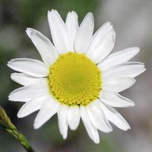 Chamaemelum nobile - Détails d'une fleur
