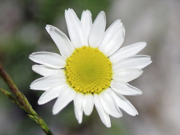 Chamaemelum nobile - Détails d'une fleur
