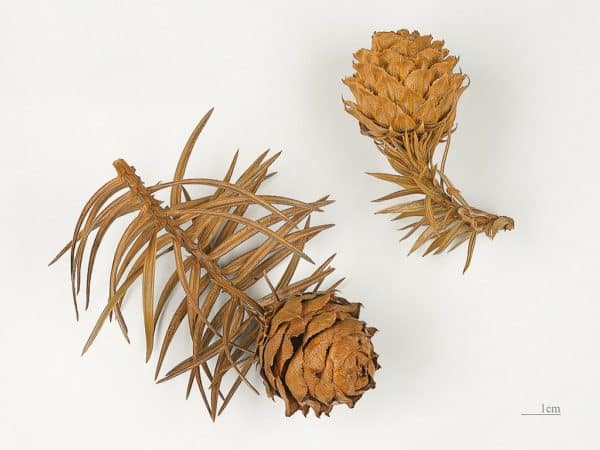 Cunninghamia lanceolata - Cônes femelles matures