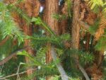 Cunninghamia lanceolata - Détails du tronc et branches