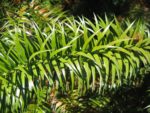 Cunninghamia lanceolata - Feuillage