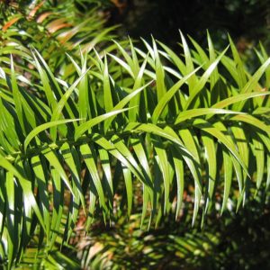 Cunninghamia lanceolata - Feuillage