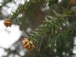 Cunninghamia lanceolata - Feuillage et infrutescence
