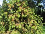 Cunninghamia lanceolata - Vue générale