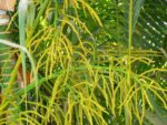 Graines de Dypsis lutescens, graines de Palmier d’Arec