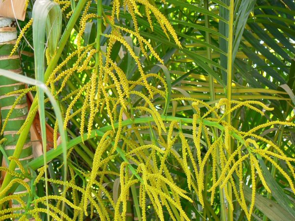 Dypsis lutescens - Infrutescence