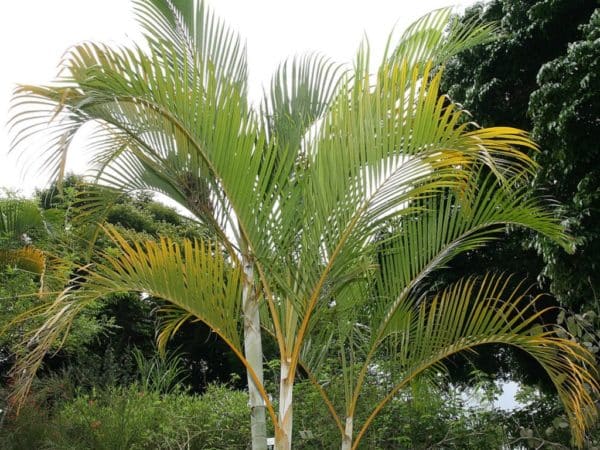Dypsis lutescens - Palmes recourbées
