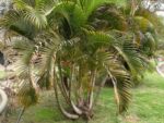 Graines de Dypsis lutescens, graines de Palmier d’Arec