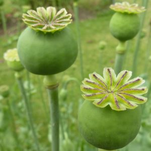 Papaver somniferum - Capsule