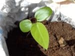 Passiflora ligularis - Semis