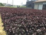 Perilla frutescens var.crispa 'Red Shiso' - En culture intensive