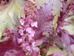 Perilla frutescens var.crispa 'Red Shiso' - Feuilles et fleurs