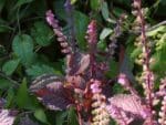 Perilla frutescens var.crispa 'Red Shiso' - Inflorescence