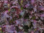 Perilla frutescens var.crispa 'Red Shiso' - Vue générale