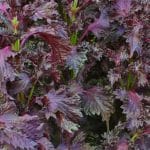 Perilla frutescens var.crispa 'Red Shiso' - Vue générale