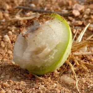 Sclerocarya birrea - Fruit mûr