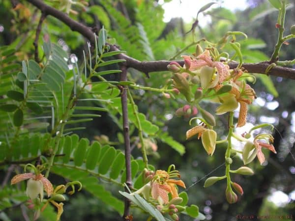 Tamarindus indica - Inflorescence