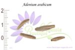 Graines d'Adenium arabicum