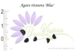 Graines d'Agave titanota 'Blue'