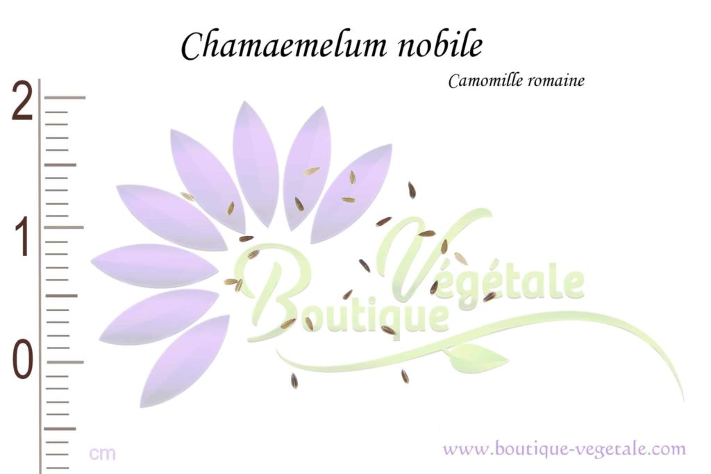 CAMOMILLE ROMAINE, Chamæmelum nobile