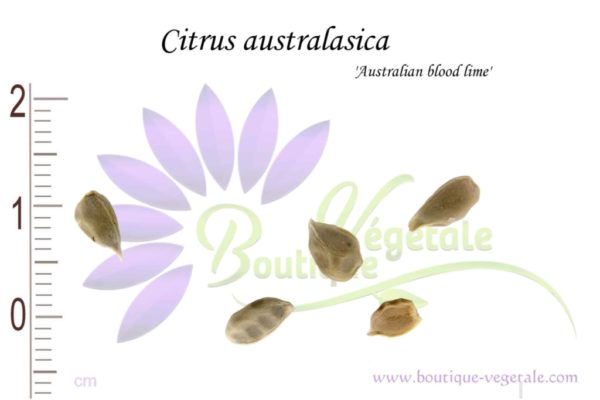 Graines de Citrus australasica 'Australian blood lime'