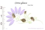 Graines de Citrus glauca