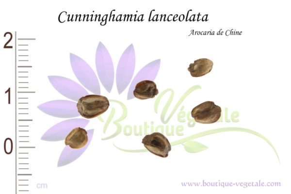 Graines de Cunninghamia lanceolata