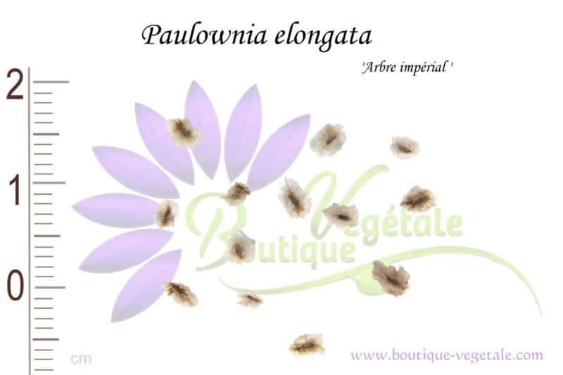 Graines de Paulownia elongata