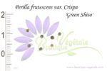 Graines de Perilla frutescens var. Crispa 'Green Shiso'