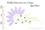 Graines de Perilla frutescens var. Crispa 'Red Shiso'