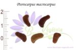 Graines de Pterocarpus macrocarpus