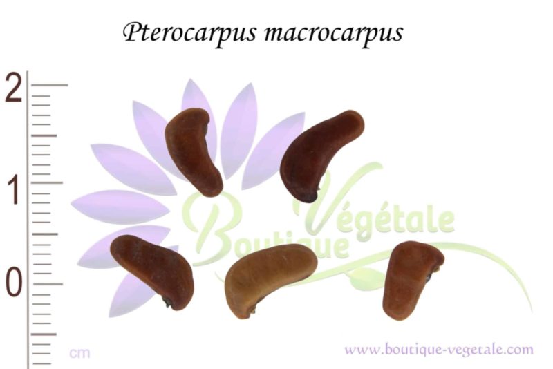 Graines de Pterocarpus macrocarpus