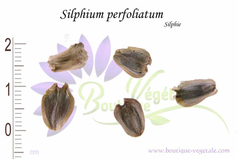 Graines de Silphium perfoliatum