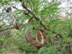 Acacia robusta - Infrutescence