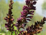 Amorpha fruticosa - Inflorescence