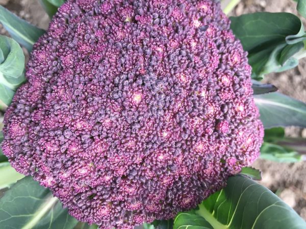 Brocoli violet du Cap - Détails de l'inflorescence