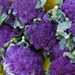 Brocoli violet du Cap - Vue générale