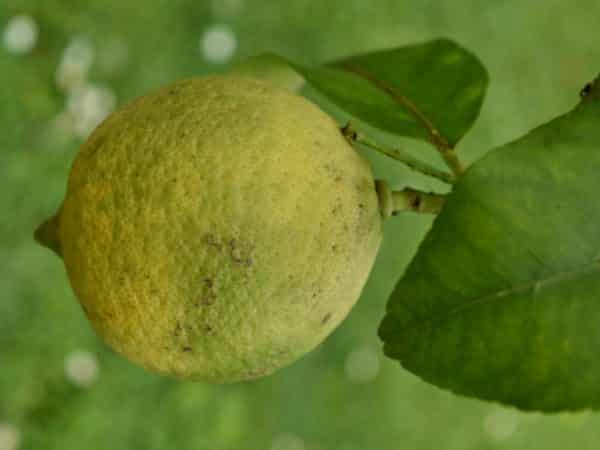 Citrus limetta de Marrakech - Ecorce poreuse