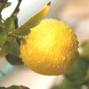 Citrus limetta de Marrakech - Fruit mûr