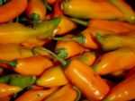 Piment Aji Amarillo - Fruits en cours de maturation