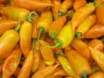 Piment Aji Amarillo - Fruits mûrs